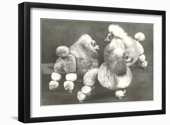 Three Trimmed Miniature Poodles-null-Framed Art Print