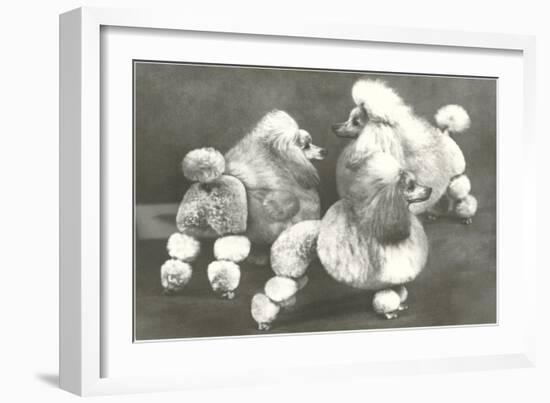 Three Trimmed Miniature Poodles-null-Framed Art Print