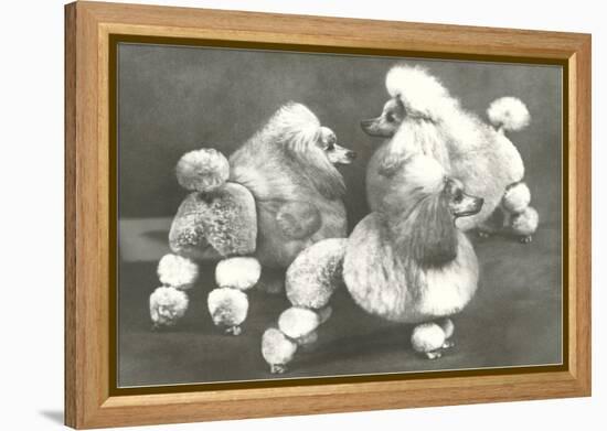 Three Trimmed Miniature Poodles-null-Framed Stretched Canvas