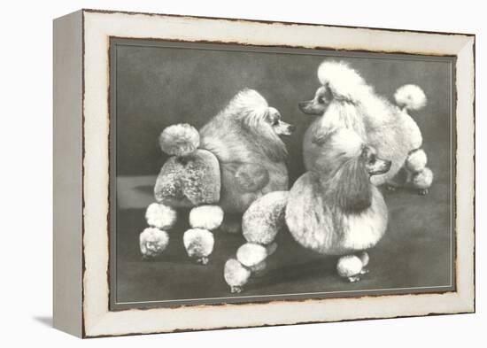 Three Trimmed Miniature Poodles-null-Framed Stretched Canvas