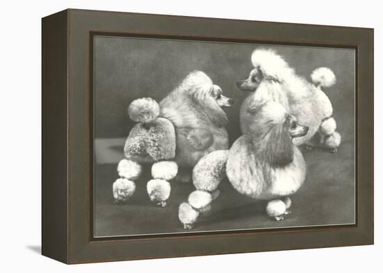 Three Trimmed Miniature Poodles-null-Framed Stretched Canvas