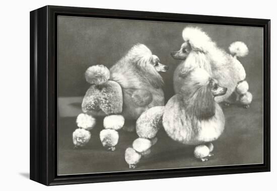 Three Trimmed Miniature Poodles-null-Framed Stretched Canvas