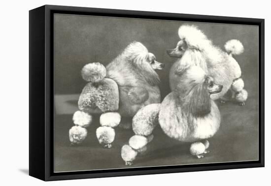 Three Trimmed Miniature Poodles-null-Framed Stretched Canvas