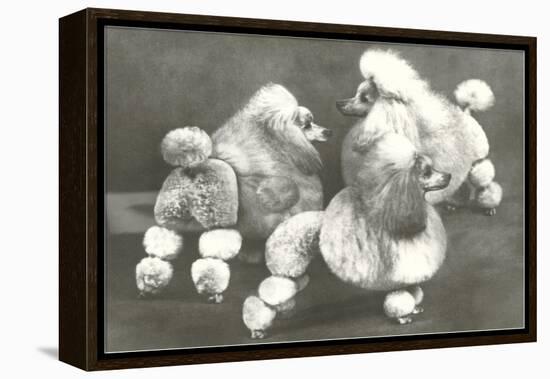 Three Trimmed Miniature Poodles-null-Framed Stretched Canvas