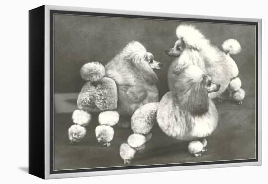 Three Trimmed Miniature Poodles-null-Framed Stretched Canvas