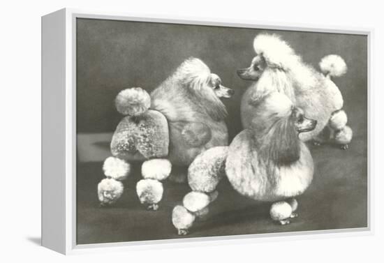 Three Trimmed Miniature Poodles-null-Framed Stretched Canvas