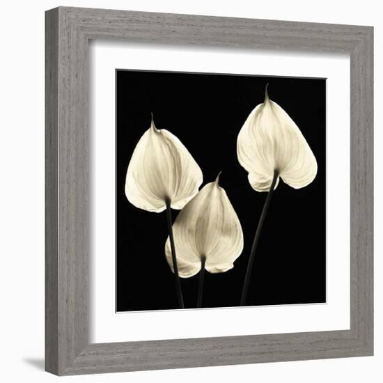 Three Tropicals-Michael Harrison-Framed Art Print