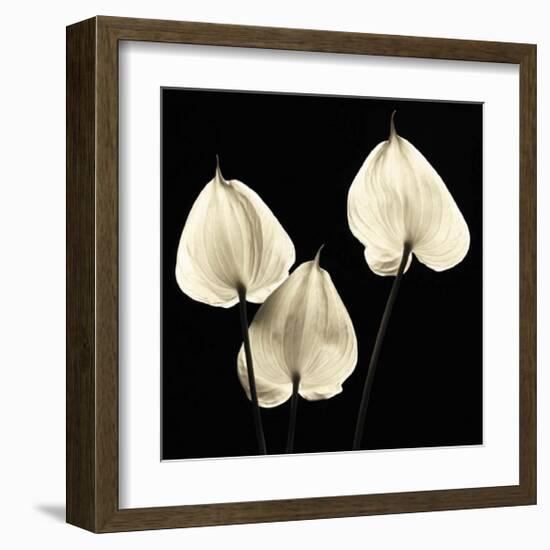 Three Tropicals-Michael Harrison-Framed Art Print