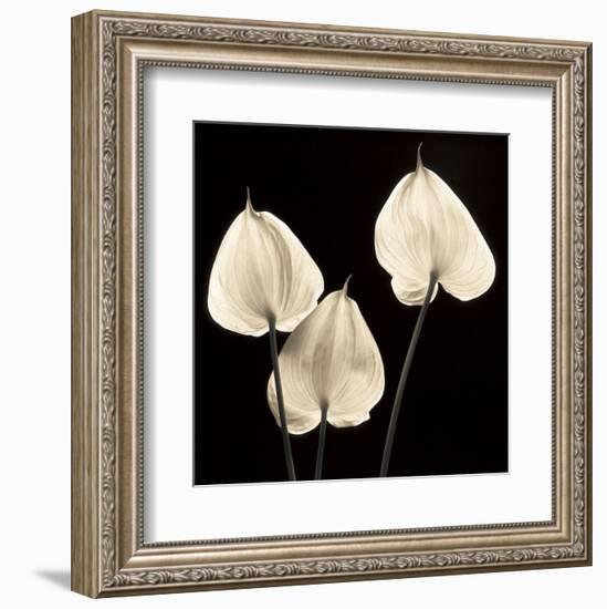 Three Tropicals-Michael Harrison-Framed Art Print