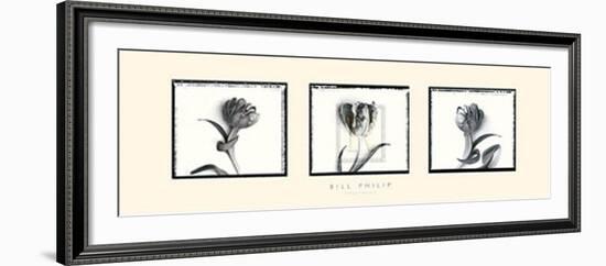 Three Tulips II-Bill Philip-Framed Art Print
