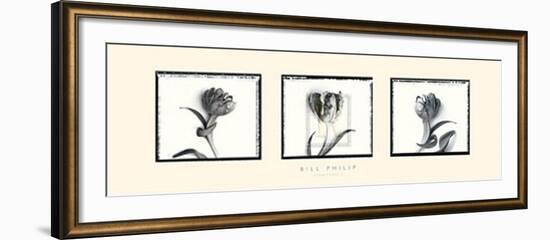 Three Tulips II-Bill Philip-Framed Art Print