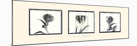 Three Tulips II-Bill Philip-Mounted Art Print