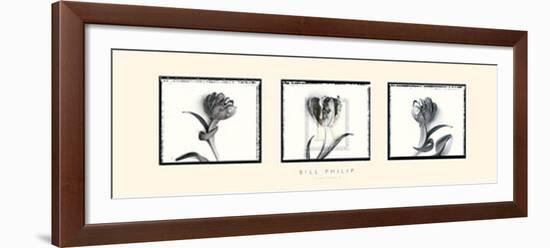Three Tulips II-Bill Philip-Framed Art Print