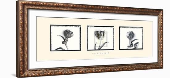 Three Tulips II-Bill Philip-Framed Art Print