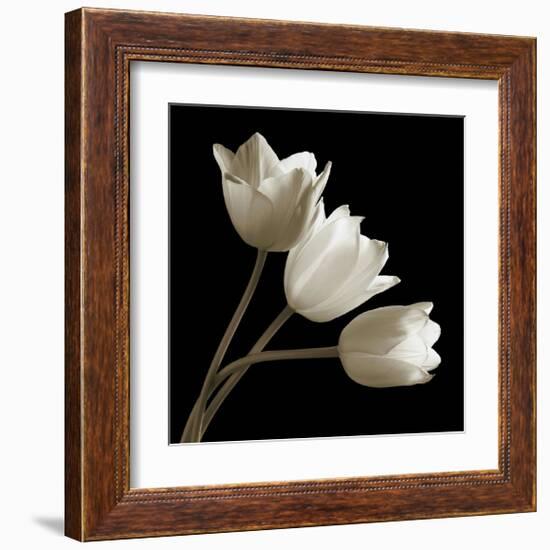 Three Tulips-Michael Harrison-Framed Giclee Print