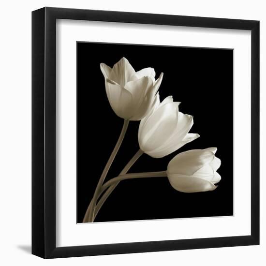 Three Tulips-Michael Harrison-Framed Giclee Print