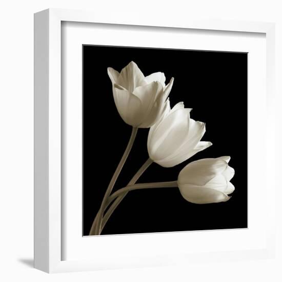 Three Tulips-Michael Harrison-Framed Giclee Print