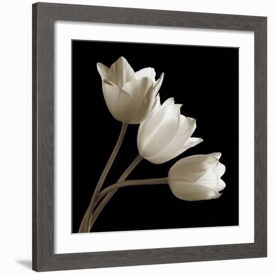 Three Tulips-Michael Harrison-Framed Giclee Print