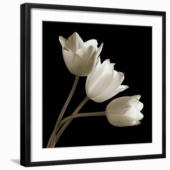 Three Tulips-Michael Harrison-Framed Giclee Print