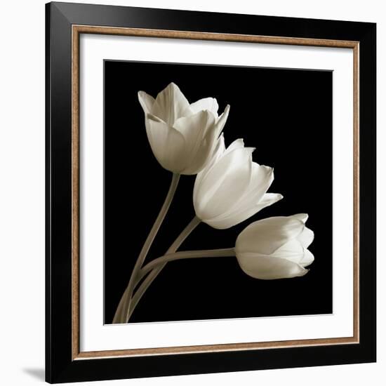 Three Tulips-Michael Harrison-Framed Giclee Print