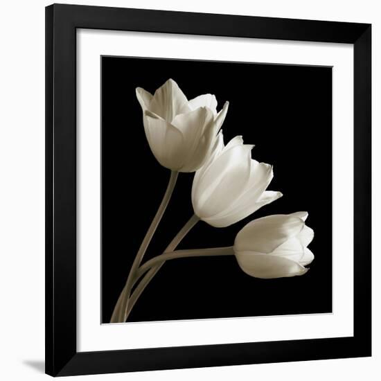 Three Tulips-Michael Harrison-Framed Giclee Print