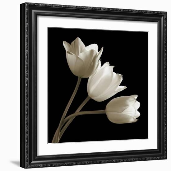 Three Tulips-Michael Harrison-Framed Giclee Print