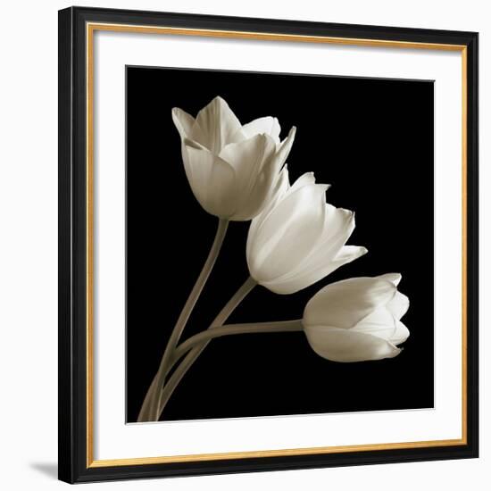 Three Tulips-Michael Harrison-Framed Giclee Print