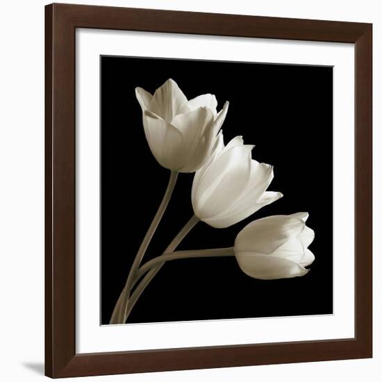 Three Tulips-Michael Harrison-Framed Giclee Print