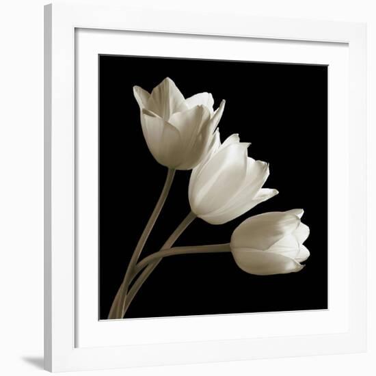 Three Tulips-Michael Harrison-Framed Giclee Print