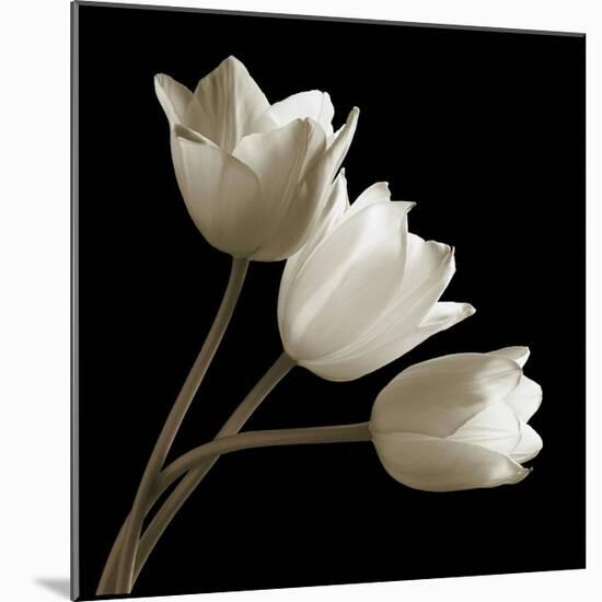 Three Tulips-Michael Harrison-Mounted Giclee Print