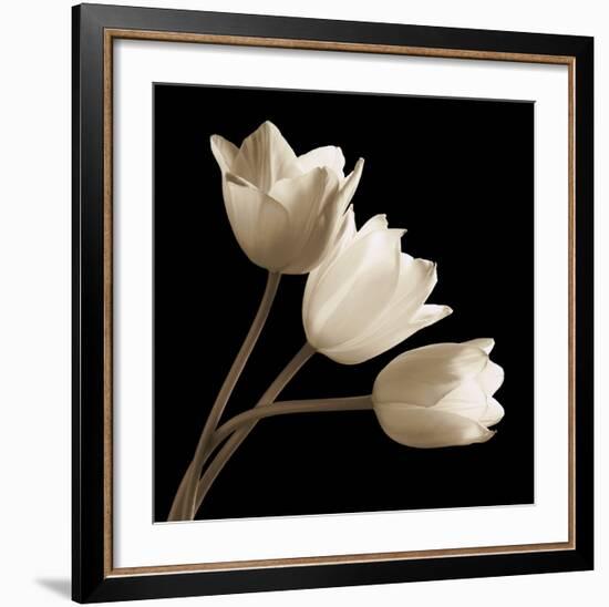 Three Tulips-Michael Harrison-Framed Art Print