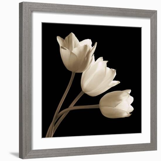 Three Tulips-Michael Harrison-Framed Art Print