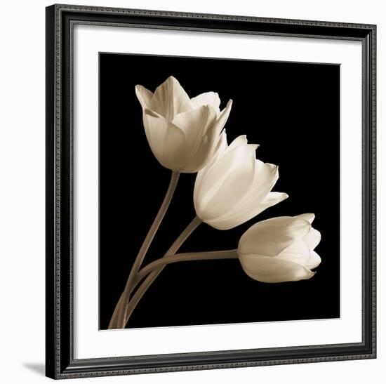 Three Tulips-Michael Harrison-Framed Art Print