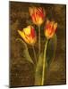 Three Tulips-John Seba-Mounted Art Print