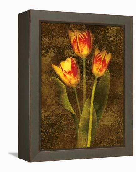 Three Tulips-John Seba-Framed Stretched Canvas