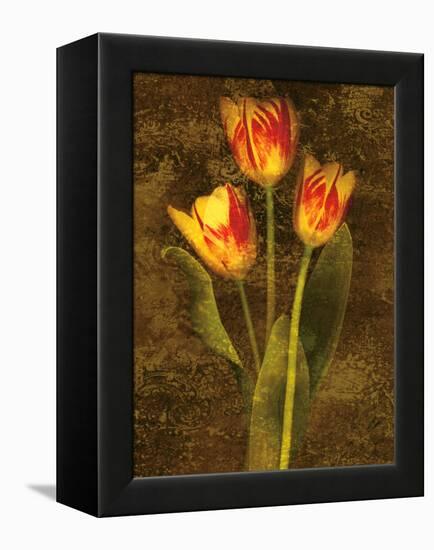 Three Tulips-John Seba-Framed Stretched Canvas