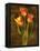 Three Tulips-John Seba-Framed Stretched Canvas