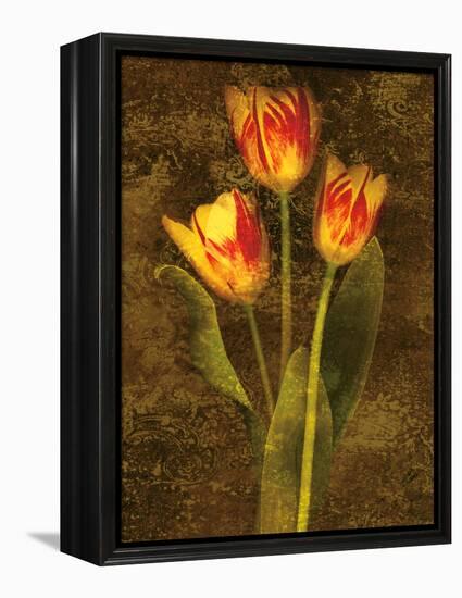 Three Tulips-John Seba-Framed Stretched Canvas