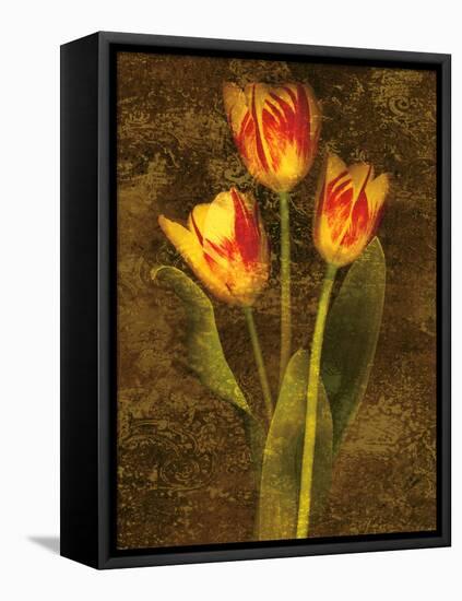 Three Tulips-John Seba-Framed Stretched Canvas