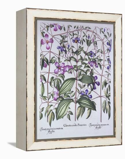 Three Types of Clematis, from 'Hortus Eystettensis', by Basil Besler (1561-1629), Pub. 1613 (Hand-C-German School-Framed Premier Image Canvas