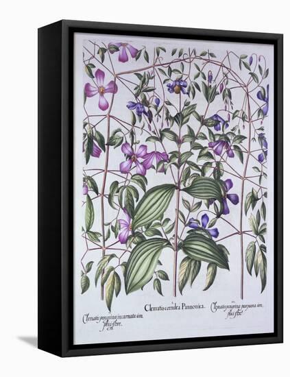 Three Types of Clematis, from 'Hortus Eystettensis', by Basil Besler (1561-1629), Pub. 1613 (Hand-C-German School-Framed Premier Image Canvas