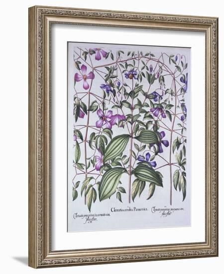 Three Types of Clematis, from 'Hortus Eystettensis', by Basil Besler (1561-1629), Pub. 1613 (Hand-C-German School-Framed Giclee Print