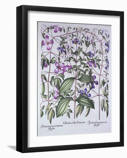 Three Types of Clematis, from 'Hortus Eystettensis', by Basil Besler (1561-1629), Pub. 1613 (Hand-C-German School-Framed Giclee Print