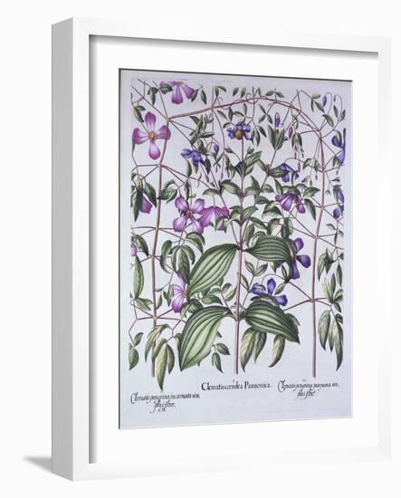 Three Types of Clematis, from 'Hortus Eystettensis', by Basil Besler (1561-1629), Pub. 1613 (Hand-C-German School-Framed Giclee Print