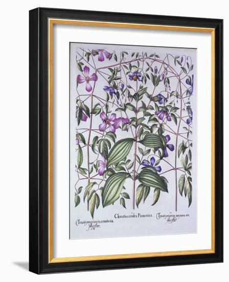 Three Types of Clematis, from 'Hortus Eystettensis', by Basil Besler (1561-1629), Pub. 1613 (Hand-C-German School-Framed Giclee Print