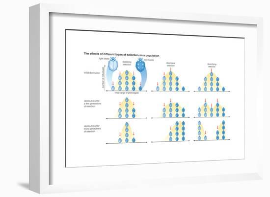 Three Types of Natural Selection Showing the Effects of Each on the Distribution of Phenotypes-Encyclopaedia Britannica-Framed Art Print