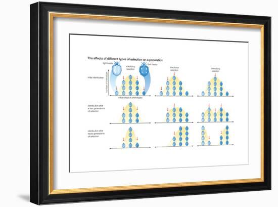 Three Types of Natural Selection Showing the Effects of Each on the Distribution of Phenotypes-Encyclopaedia Britannica-Framed Art Print
