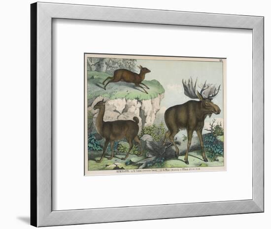 Three Types of Ruminant: Llama, Musk Deer, and Elk-null-Framed Art Print