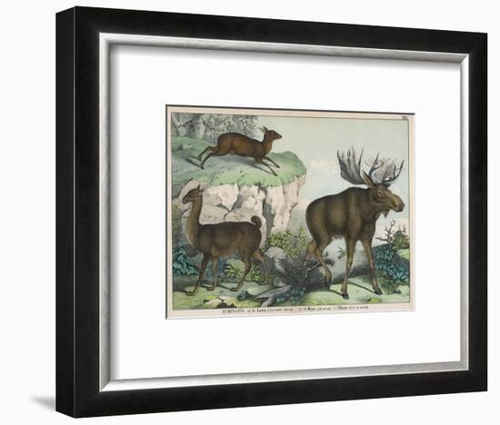 Three Types of Ruminant: Llama, Musk Deer, and Elk-null-Framed Art Print