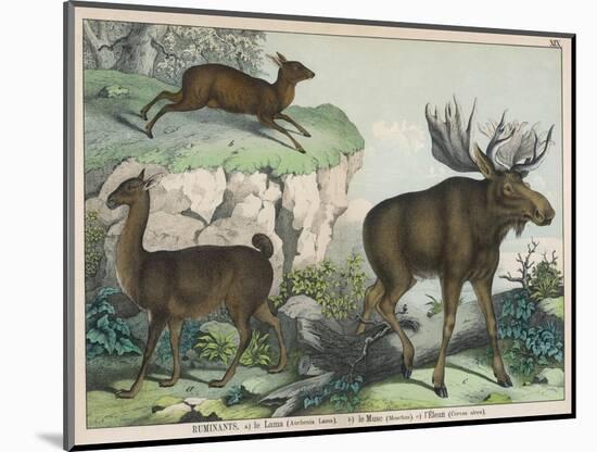 Three Types of Ruminant: Llama, Musk Deer, and Elk-null-Mounted Art Print